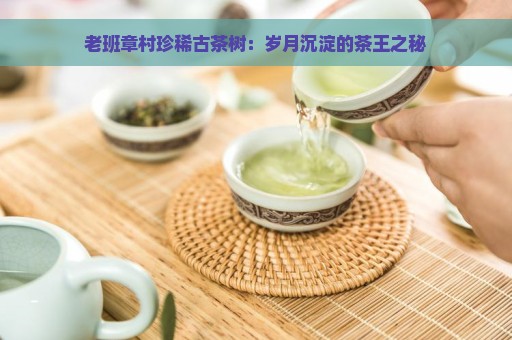 老班章村珍稀古茶树：岁月沉淀的茶王之秘