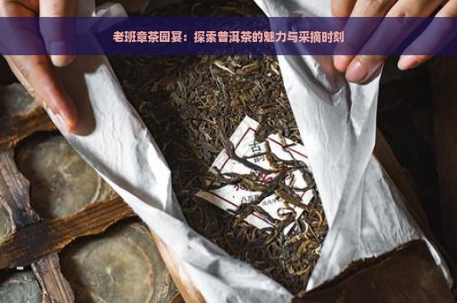 老班章茶园宴：探索普洱茶的魅力与采摘时刻