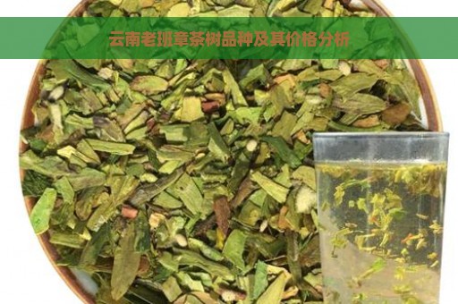 云南老班章茶树品种及其价格分析