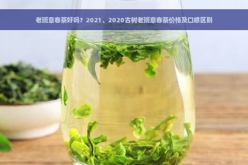 老班章春茶好吗？2021、2020古树老班章春茶价格及口感区别