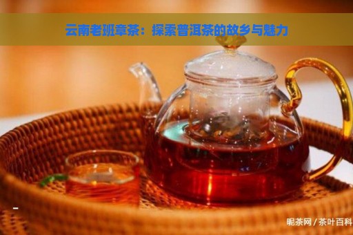 云南老班章茶：探索普洱茶的故乡与魅力