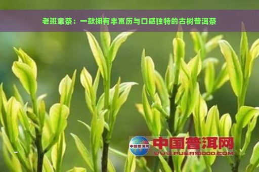 老班章茶：一款拥有丰富历与口感独特的古树普洱茶