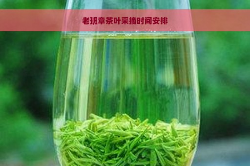 老班章茶叶采摘时间安排