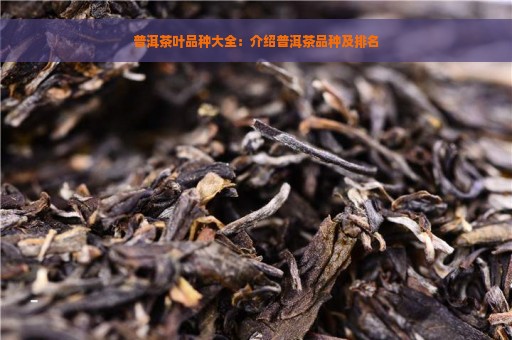 普洱茶叶品种大全：介绍普洱茶品种及排名