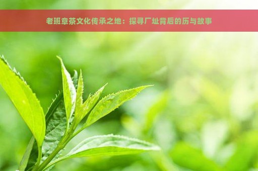 老班章茶文化传承之地：探寻厂址背后的历与故事