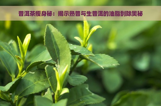 普洱茶瘦身秘：揭示熟普与生普洱的油脂刮除奥秘