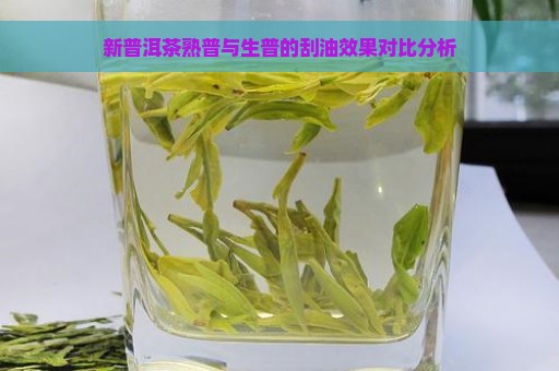 新普洱茶熟普与生普的刮油效果对比分析