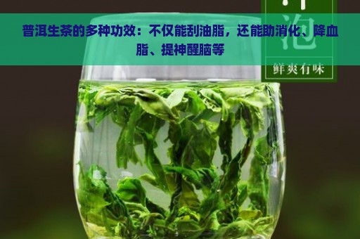 普洱生茶的多种功效：不仅能刮油脂，还能助消化、降血脂、提神醒脑等