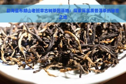 勐海县布朗山老班章古树茶园基地：探索高品质普洱茶的秘密之地