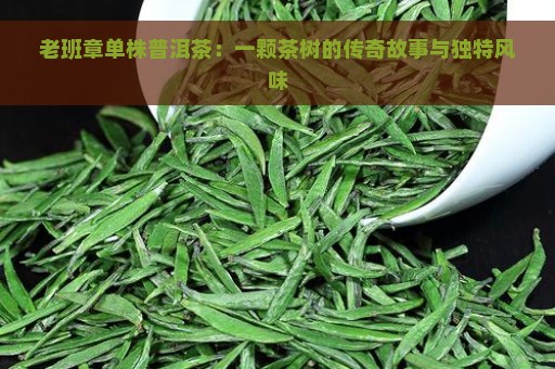 老班章单株普洱茶：一颗茶树的传奇故事与独特风味