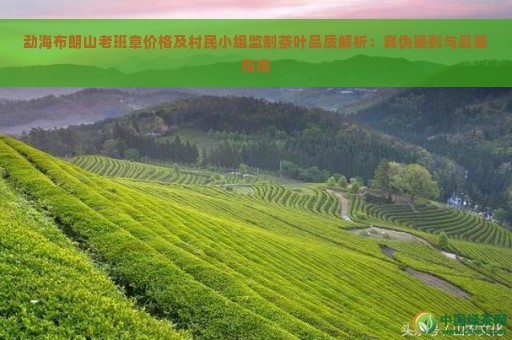 勐海布朗山老班章价格及村民小组监制茶叶品质解析：真伪鉴别与品鉴指南