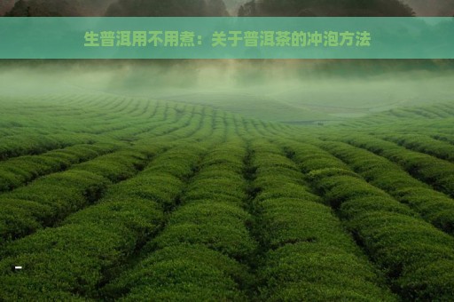 生普洱用不用煮：关于普洱茶的冲泡方法