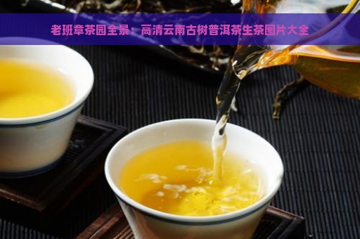 老班章茶园全景：高清云南古树普洱茶生茶图片大全