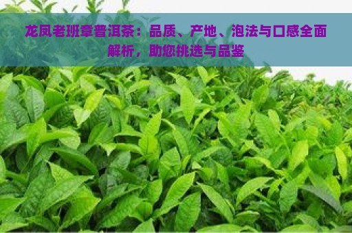 龙凤老班章普洱茶：品质、产地、泡法与口感全面解析，助您挑选与品鉴