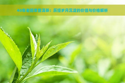 40年老班章普洱茶：历经岁月沉淀的价值与价格解析