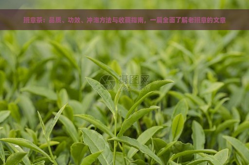 班章茶：品质、功效、冲泡方法与收藏指南，一篇全面了解老班章的文章