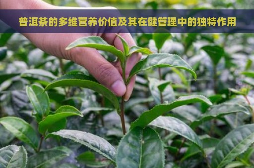 普洱茶的多维营养价值及其在健管理中的独特作用