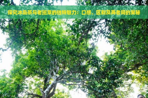 探究冰岛茶与老班章的独特魅力：口感、区别及两者间的奥秘