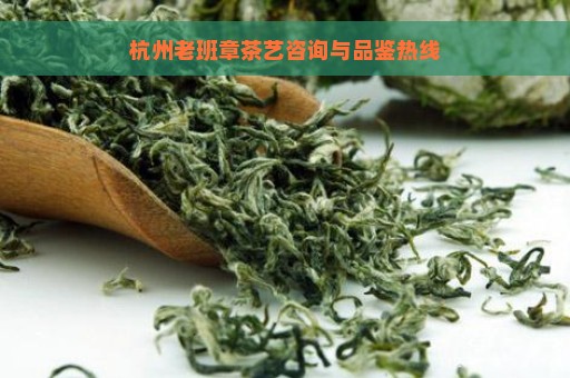 杭州老班章茶艺咨询与品鉴热线