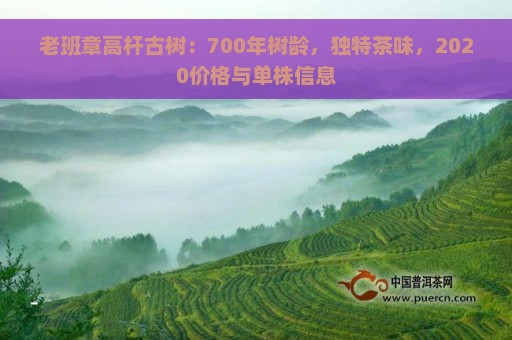 老班章高杆古树：700年树龄，独特茶味，2020价格与单株信息