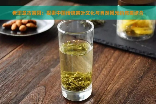 老班章古茶园：探索中国传统茶叶文化与自然风光的完美结合