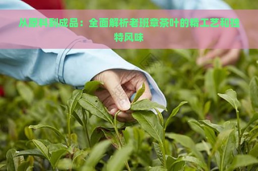 从原料到成品：全面解析老班章茶叶的精工艺和独特风味