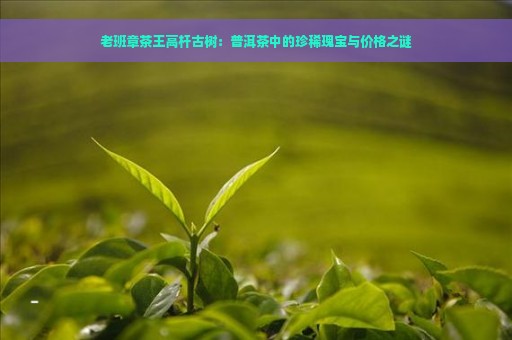 老班章茶王高杆古树：普洱茶中的珍稀瑰宝与价格之谜