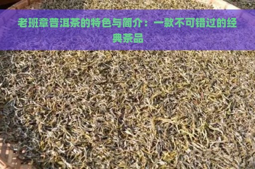 老班章普洱茶的特色与简介：一款不可错过的经典茶品