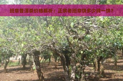 班章普洱茶价格解析：正宗老班章饼多少钱一饼？