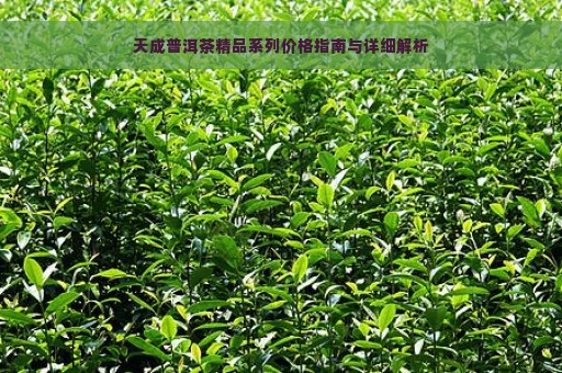 天成普洱茶精品系列价格指南与详细解析