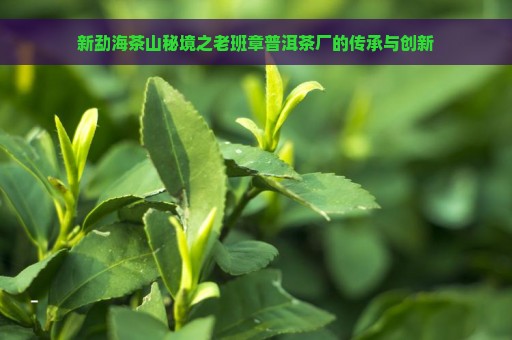 新勐海茶山秘境之老班章普洱茶厂的传承与创新