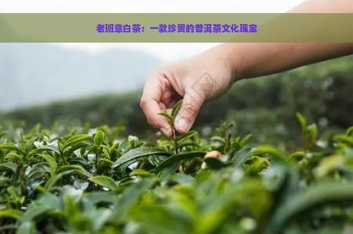 老班章白茶：一款珍贵的普洱茶文化瑰宝