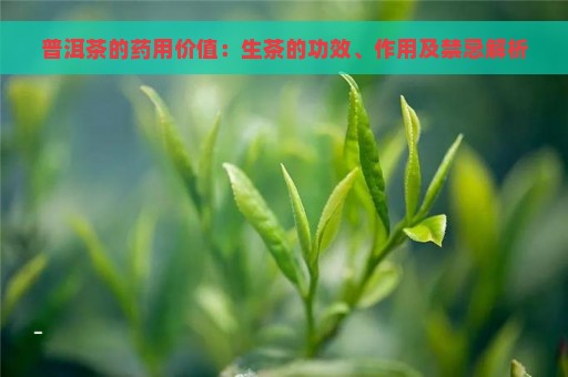 普洱茶的药用价值：生茶的功效、作用及禁忌解析