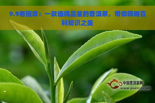 9.9老班章：一款值得品鉴的普洱茶，带你领略百科知识之美