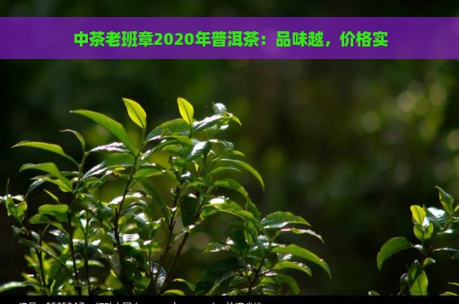 中茶老班章2020年普洱茶：品味越，价格实