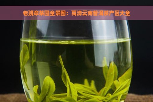 老班章茶园全景图：高清云南普洱茶产区大全