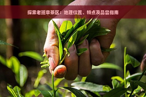 探索老班章茶区：地理位置、特点及品尝指南