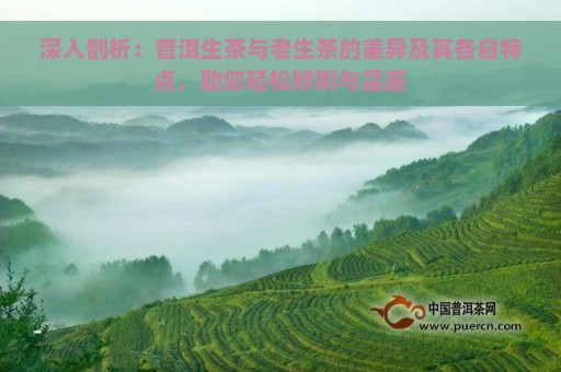 深入剖析：普洱生茶与老生茶的差异及其各自特点，助您轻松辨别与品鉴