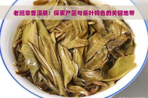 老班章普洱茶：探索产区与茶叶特色的关键地带