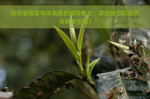 探究老班章与冰岛茶的独特魅力：你知道它们的特点有多少吗？