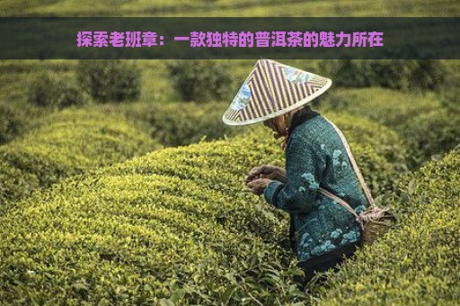 探索老班章：一款独特的普洱茶的魅力所在