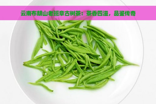 云南布朗山老班章古树茶：茶香四溢，品鉴传奇