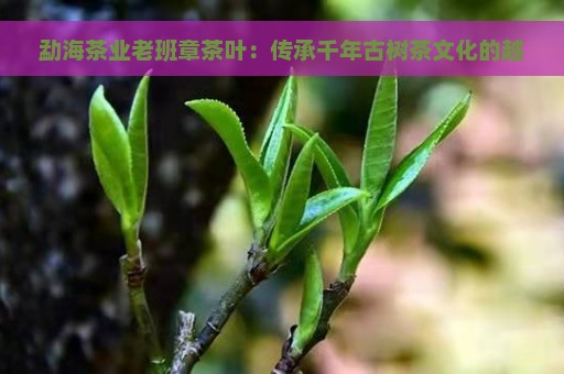 勐海茶业老班章茶叶：传承千年古树茶文化的越