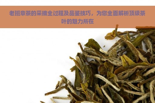 老班章茶的采摘全过程及品鉴技巧，为您全面解析顶级茶叶的魅力所在