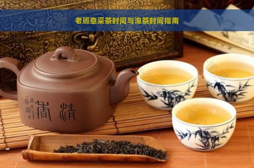 老班章采茶时间与泡茶时间指南