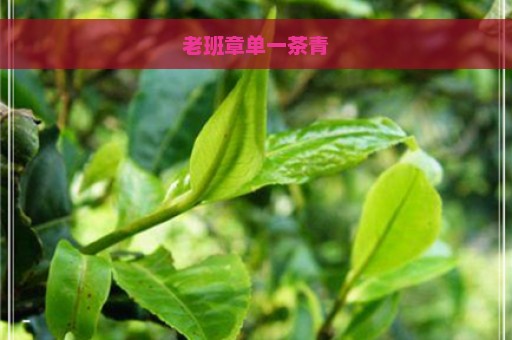 老班章单一茶青