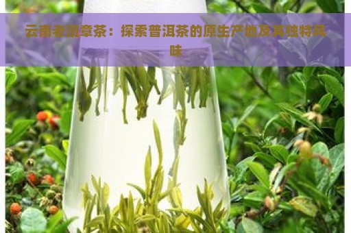 云南老班章茶：探索普洱茶的原生产地及其独特风味