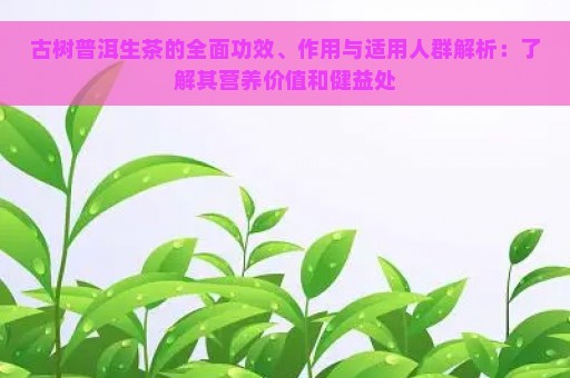 古树普洱生茶的全面功效、作用与适用人群解析：了解其营养价值和健益处