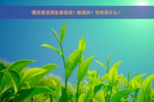 '菊花普洱用生普泡吗？能喝吗？功效是什么？'