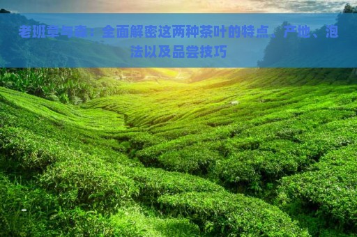 老班章与森：全面解密这两种茶叶的特点、产地、泡法以及品尝技巧